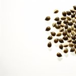 Graines publicitaire personnalisées avec logo pour entreprise et communication écologique