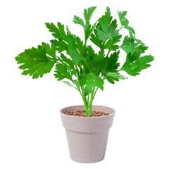 Set pots pour aromates écologique Nertis