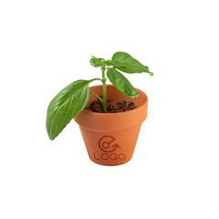 Pot en terre cuite avec graines de basilic Basica