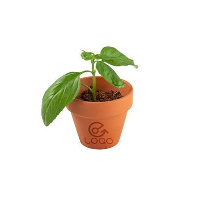 OBG.PUB - Pot en terre cuite avec graines de basilic Basica Pot en terre cuite avec graines de basilic Basica